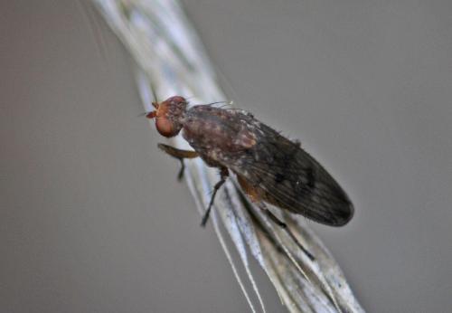 Réf. 269 007 : Suillia sp.